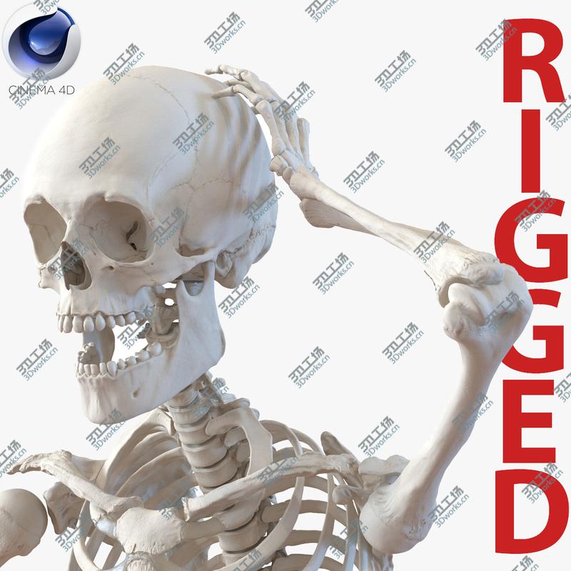 images/goods_img/20210113/Human Male Skeleton Rigged for Cinema 4D/1.jpg